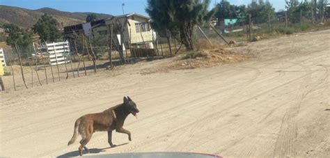 Muere niño de 4 años atacado por perro en el Valle de Guadalupe es K9