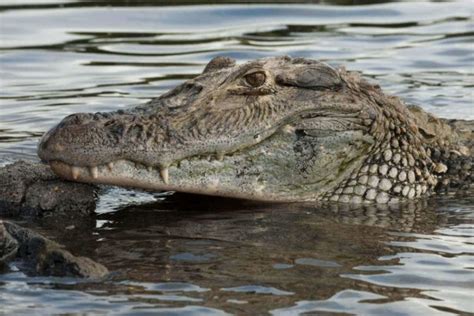 The Most Amazing Wildlife In Guyana And The Best Places To Admire It