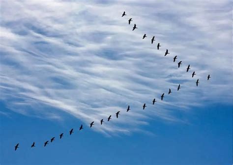 Why Do Birds Migrate? - AnimalBehaviorCorner