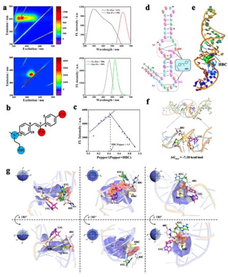 纳米人 Jacs：通过序列 结构双特异性荧光rna理解生命分子在活细胞中的动态分布