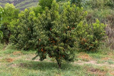 Árbol frutal de durazno con fruta de durazno | Foto Premium