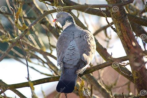 Wood Pigeon Displaying Plumage Stock Image Image Of Pigeon