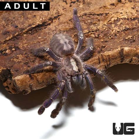 Gooty Sapphire Ornamental Tarantulas For Sale - Underground Reptiles