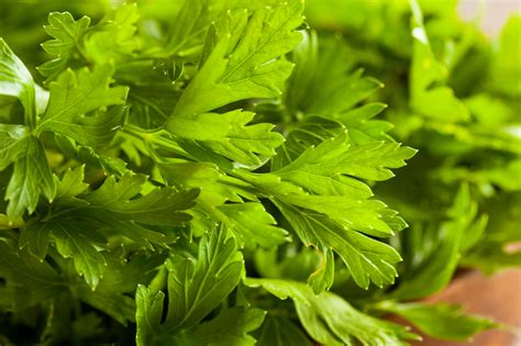 Growing Parsley 5 Tips For Getting Started