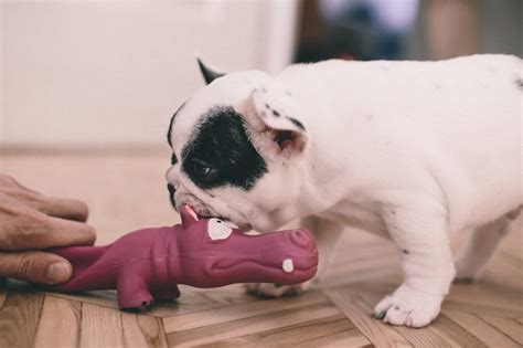 Los Mejores Juguetes Sostenibles Para Frenchies Con Mis Mascotas