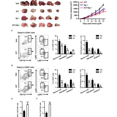 Icaritin Inhibits The Growth Of Orthotopic And Subcutaneous Hepa