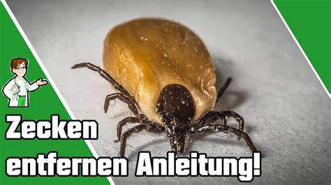 Zecken Entfernen Anleitung Und Erkl Rung Youtube