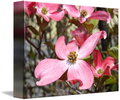 650 X 547 5 Flowering Dogwood Clipart Large Size Png Image Pikpng