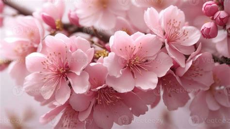 Sakura flower. Cherry blossom close up. Springtime floral background ...