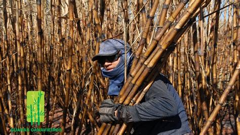 O Corte Da Cana E Seu Processo Conversando Os Cortadores Da Regi O