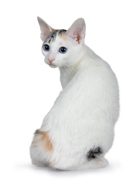 Feline 411: All About The Japanese Bobtail Cat