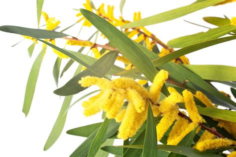 "Golden Wattle" Images – Browse 785 Stock Photos, Vectors, and Video ...