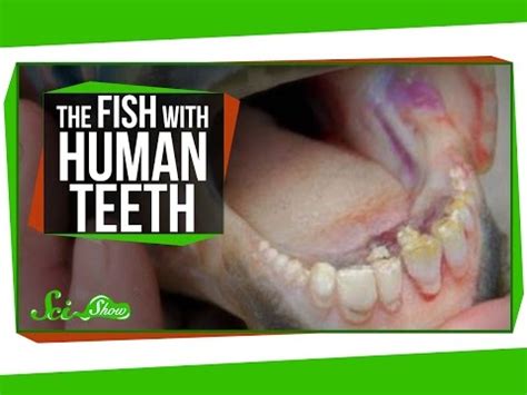 Pacu - Fish Has Human Teeth