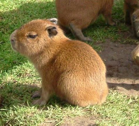 Animal Park Huntingdon, Cambridgeshire | Детеныши животных, Капибара ...