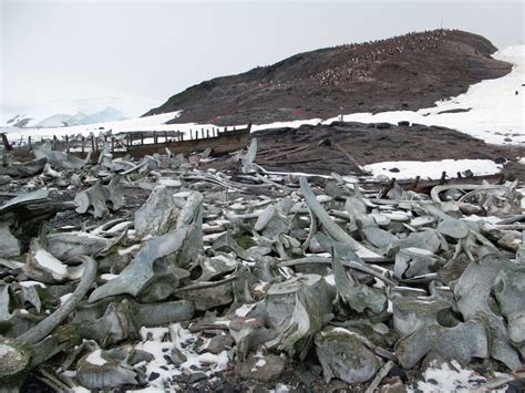 Whale Bones Once Used As A Flensing Area Whale Vertebra Flickr