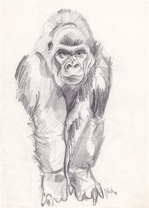 Gorilla Pencil Drawing