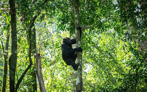 6 Days Uganda Gorilla Chimpanzee Trekking Adventure