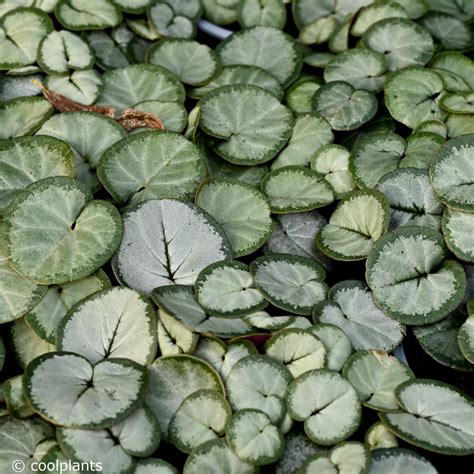 Cyclamen coum 'Silverleaf' - buy plants at Coolplants