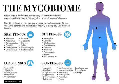 The Mycobiome : r/Mycobiome 