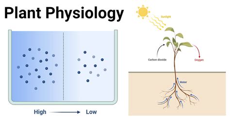 Plant Physiology: Understanding the Life Processes of Plants