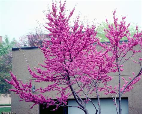 14 Flowering Trees for Year-Round Color | HGTV