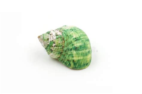 Green Sea shells on white stock photo. Image of decor - 50039522