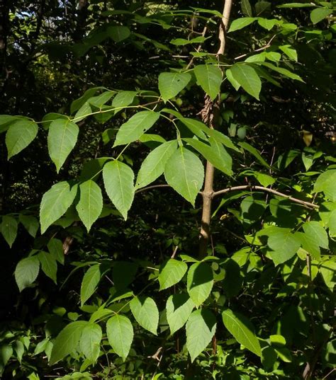 Ash Tree Leaves