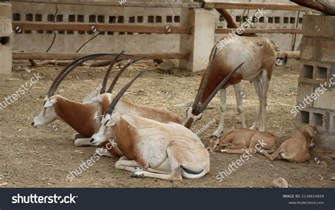 Oryx In Qatar: Over 595 Royalty-Free Licensable Stock Photos | Shutterstock