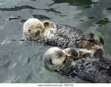 Two Sea Otters Sleeping Stock Photo (Edit Now) 302718