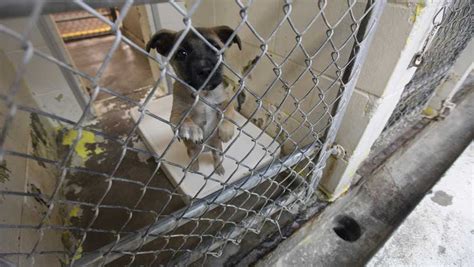 Lubbock eyes animal shelter improvements amid disappointing adoption ...