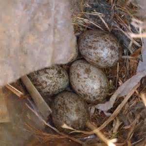 House sparrow eggs photos