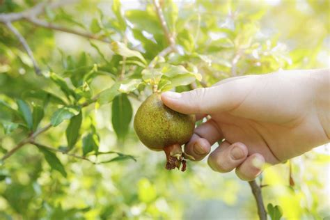 How To Harvest Pomegranate Fruit When To Harvest Pomegranates Gardening Know How