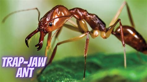 The Fascinating World Of Trap Jaw Ants Youtube