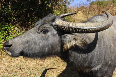 Curious Water Buffalo Stock Photos Image 28695643