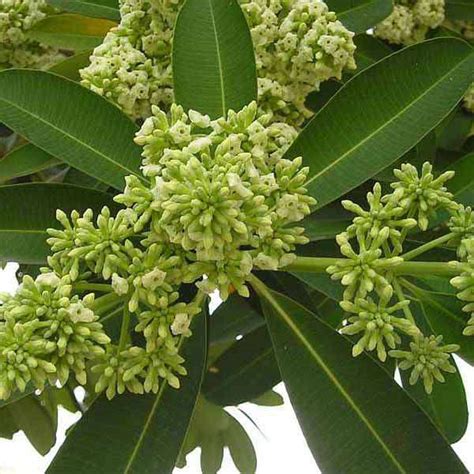 Alstonia Scholaris, Dita Tree, Saptaparni - Plant - Bagwani Nursery ...