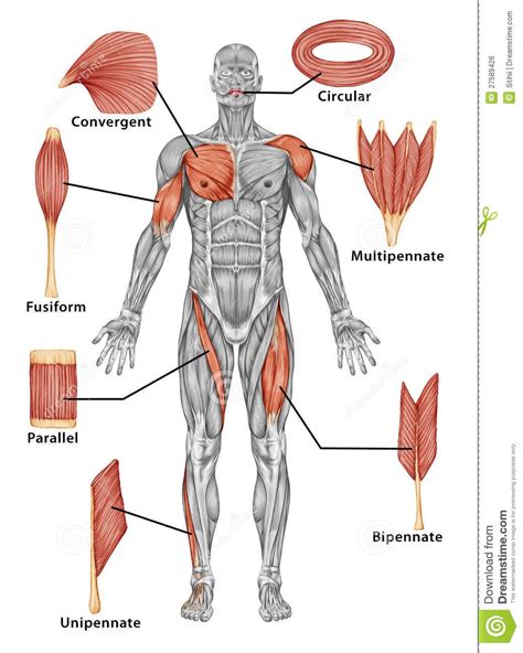 Clasificación de los músculos esqueléticos Body anatomy Human muscle