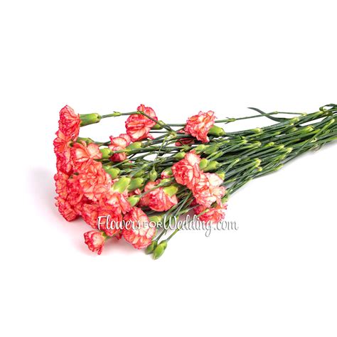 Yellow Hot Pink Mini Carnations Flowers For Weddings Wedding Flowers Lovely Bridal Bouquets