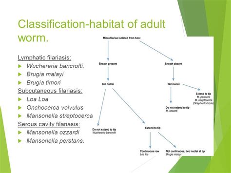 Filariasis Outline Of Presentation History Of Filariasis Introduction