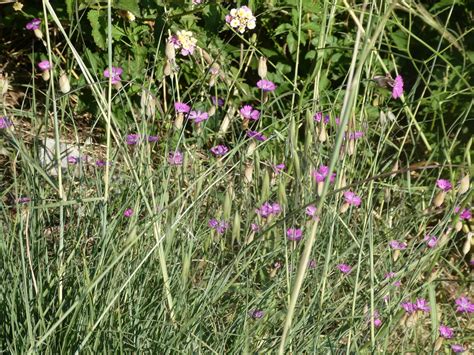 Nelken Acker Lichtnelke Silene Noctiflora C Margot Neu Flickr