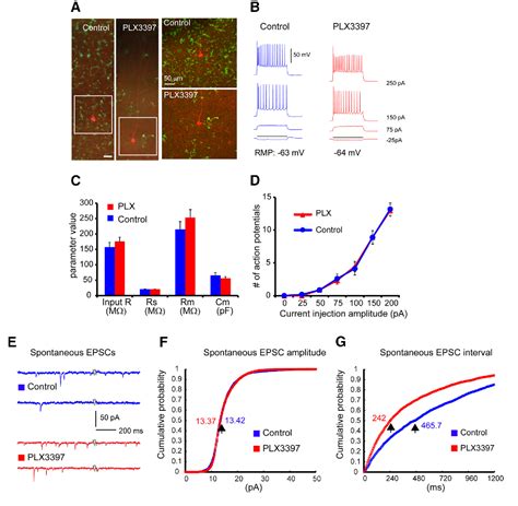 Figure From Microglia Elimination Increases Neural Circuit