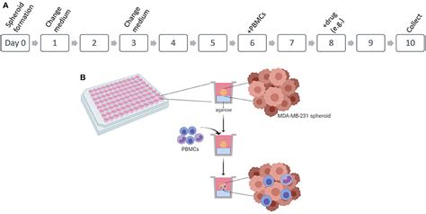 Frontiers Establishment Of A 3d Co Culture With Mda Mb 231 Breast