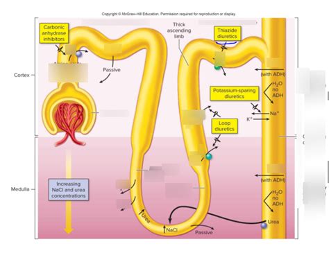 Nephron Loop Labeled Diagram Quizlet