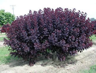 Royal Purple Smoke Trees for Sale | Willis Orchard Company