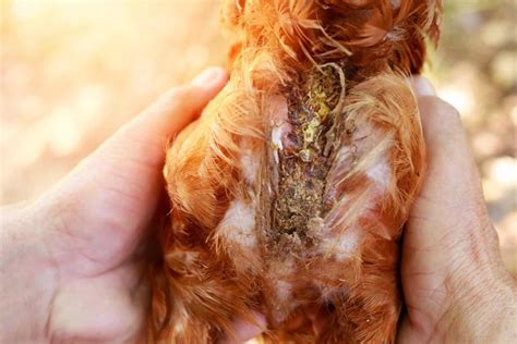 Vent Gleet In Chickens Symptoms Causes Treatments