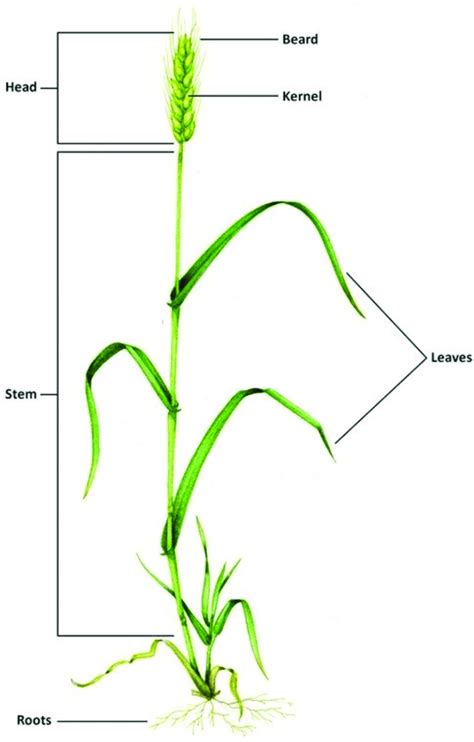 Wheat Plant Main Parts 48 Download Scientific Diagram