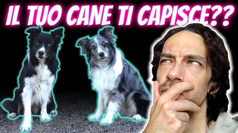 Potrai FARTI CAPIRE Dal Tuo CANE Se CAPISCI Questo YouTube