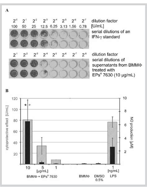 Fibroblast virus protection assay A Antiviral effects of an IFN γ