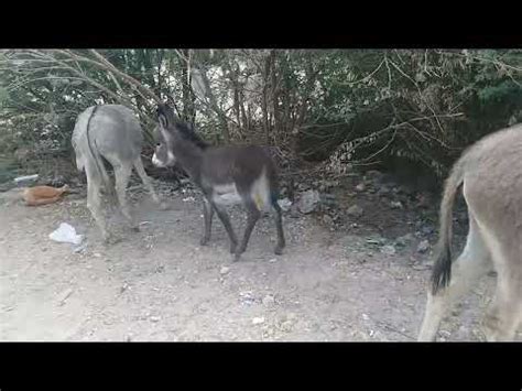 1 Male Donkey And 2 Female Donkey Very Excited Mood Donkey Donkey