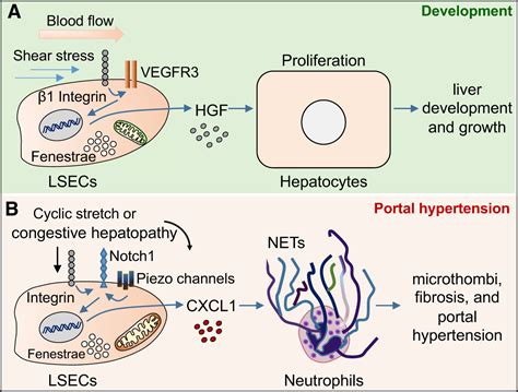 New Aspects Of Hepatic Endothelial Cells In Physiology And Nonalcoholic