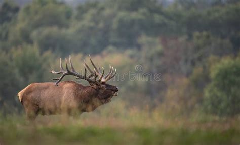 Elk during rut season stock image. Image of mountain - 161410443